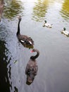 Black couple gooses in Thailand Nation park