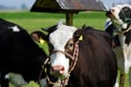 Black cow Royalty Free Stock Photo