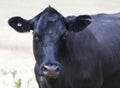 Black cow Royalty Free Stock Photo