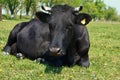 Black cow