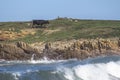 Black cow at the beach