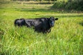 Black Cow Royalty Free Stock Photo