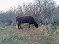 Black cow