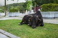 Black cow with a broken horn resting on lawn near the temple with flies on its face Royalty Free Stock Photo