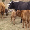 Black cow and brown calf