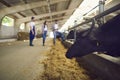 Black cow or buffalo standing in stable in feedlot barn on livestock farm in the countryside Royalty Free Stock Photo