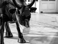 Black cow bull with a protective mask against the virus