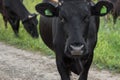A black cow close-up. The animal is looking at the camera. Green tags in the ears. In the background grass and other cows. Concept
