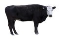 Black Cow cutout