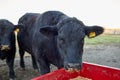 Black cow eating dry supplementary animal feed Royalty Free Stock Photo