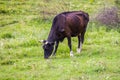 Black cow eating fresh green grass in the field on a bright sunny day. Cow in the pasture. Closeup of cow walking on