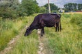 A black cow eats fresh green grass in a meadow on a sunny day. Royalty Free Stock Photo