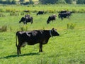 A black cow eats grass in a green field in summer. Irish livestock farm. Agricultural landscape. Cattle in the meadow, cow on