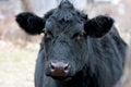 Black Cow Face Royalty Free Stock Photo