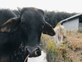 Black cow face Royalty Free Stock Photo