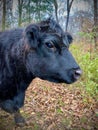 Black cow face profile Royalty Free Stock Photo