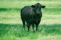 Black Cow. Farming Ranch Angus and Hereford Cattle. Bull in spain in the green field. Royalty Free Stock Photo