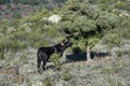 Black cow feeding on a Cade e tree Royalty Free Stock Photo