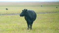 Black cow on grass of meadow. Black angus cow herd grazing on pasture grassland. Selective focus. Royalty Free Stock Photo