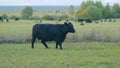 Black cow on grass of meadow. Black angus cow herd grazing on pasture grassland. Static view.