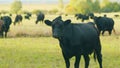 Black cow on grass of meadow. Black angus cow herd grazing on pasture grassland. Static view. Royalty Free Stock Photo