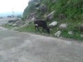 Black Cow Grassing beside Road Royalty Free Stock Photo