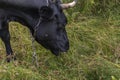 A black cow grazes on farmland with green grass on a sunny day . Royalty Free Stock Photo