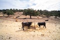 A black cow grazes with many flies on the head