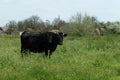 A black cow grazes in a meadow overgrown with wildflowers Royalty Free Stock Photo