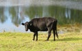 Cow grazes near the pond Royalty Free Stock Photo