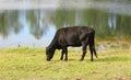 Cow grazes near the pond Royalty Free Stock Photo