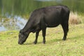 Cow grazes near the pond Royalty Free Stock Photo