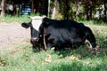 Black cow grazing, countryside. Farm animal Royalty Free Stock Photo