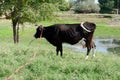 Black cow grazing, countryside. Farm animal Royalty Free Stock Photo