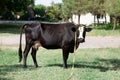 Black cow grazing, countryside. Farm animal Royalty Free Stock Photo