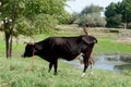 Black cow grazing, countryside. Farm animal Royalty Free Stock Photo