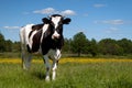 Black cow grazing in a field Royalty Free Stock Photo