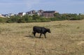 A black cow grazing in the pasture close to the city. Royalty Free Stock Photo