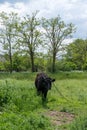 A black cow in a green field.