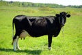 Black cow in green field Royalty Free Stock Photo