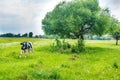 Black cow on the green field Royalty Free Stock Photo