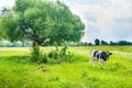 Black cow on the green field Royalty Free Stock Photo