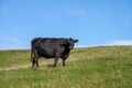 A black cow on a green field