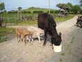 Black cow with her Newly born calves