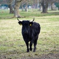 Black cow with horns on a meadow with trees.