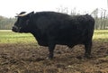 Black cow with horns, side view