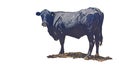 Black cow isolated on a white background