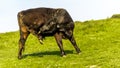 Black Cow licking his rear foot Royalty Free Stock Photo