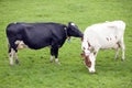 Black cow licks neck of red and white cow in dutch meadow Royalty Free Stock Photo