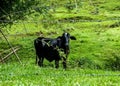 Black cow looking